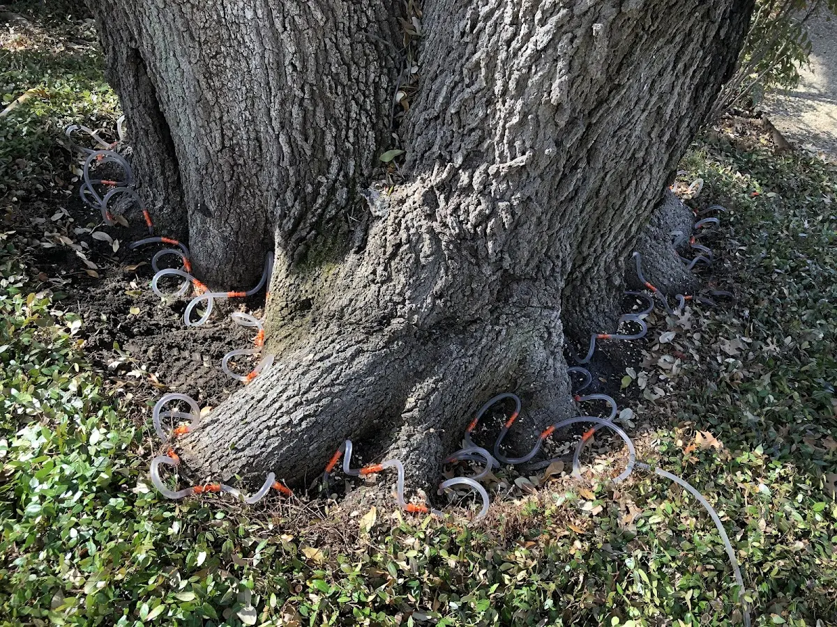 Detailed Tree Cabling and Bracing job site in Cherokee Village
